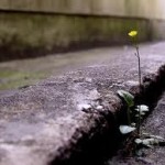 Dandelion Flower Growing out of Street Curb