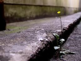 Dandelion Flower Growing out of Street Curb