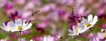 Honeybees on Flowers