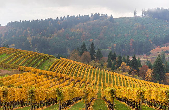 Oregon Vineyard