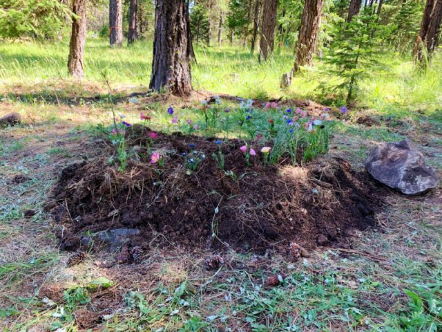 The Forest Freshly Covered Grave Green Burial