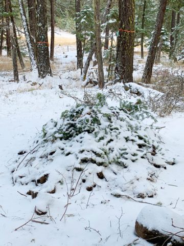 The Forest Select Burial Plot in Snow